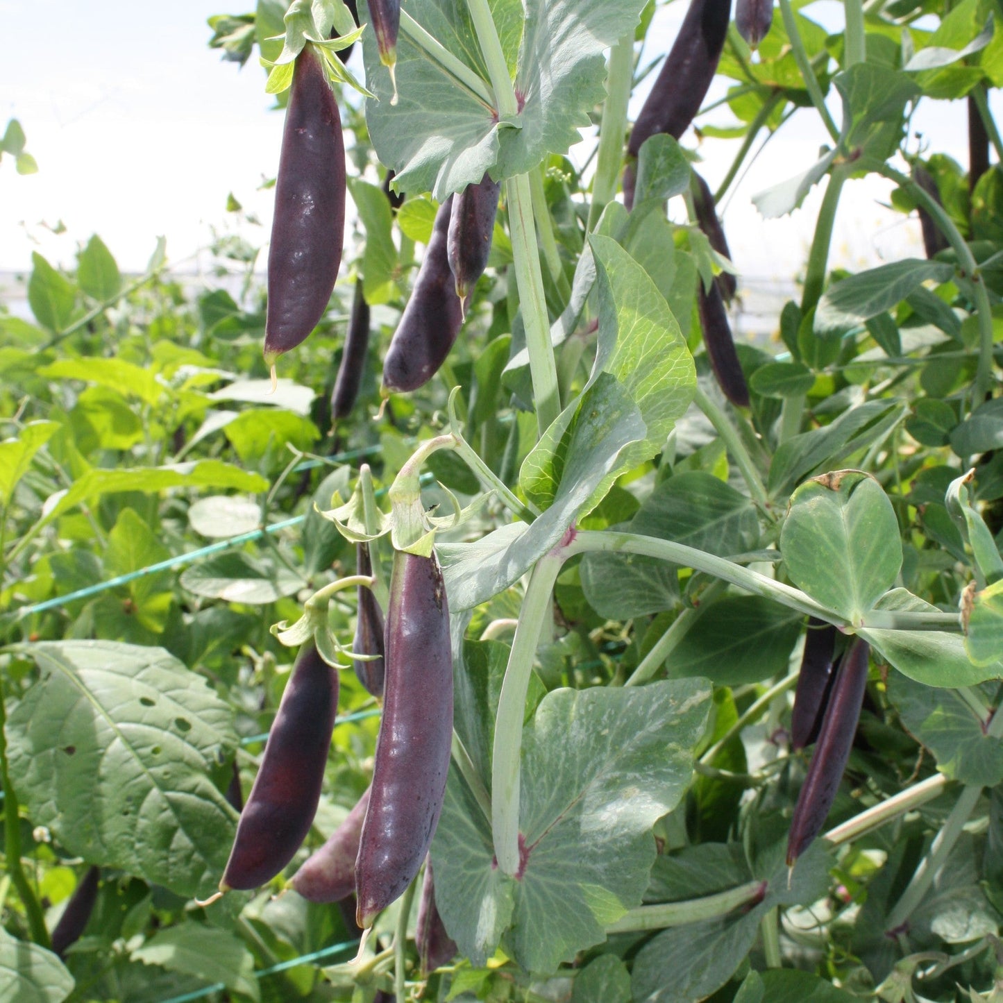 Sugar Magnolia Snap Pea Vegetable Seeds