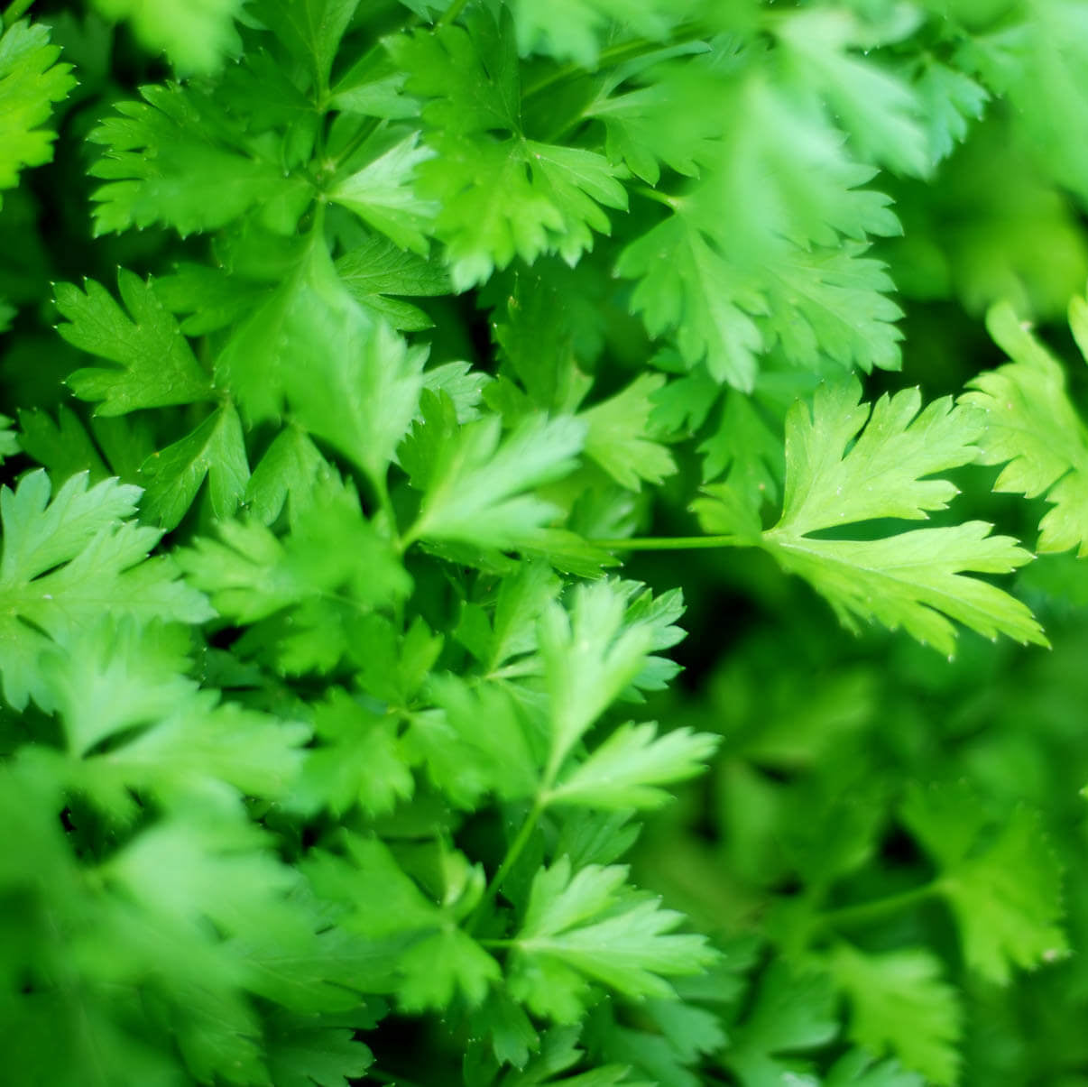 Parsley Herb Seeds