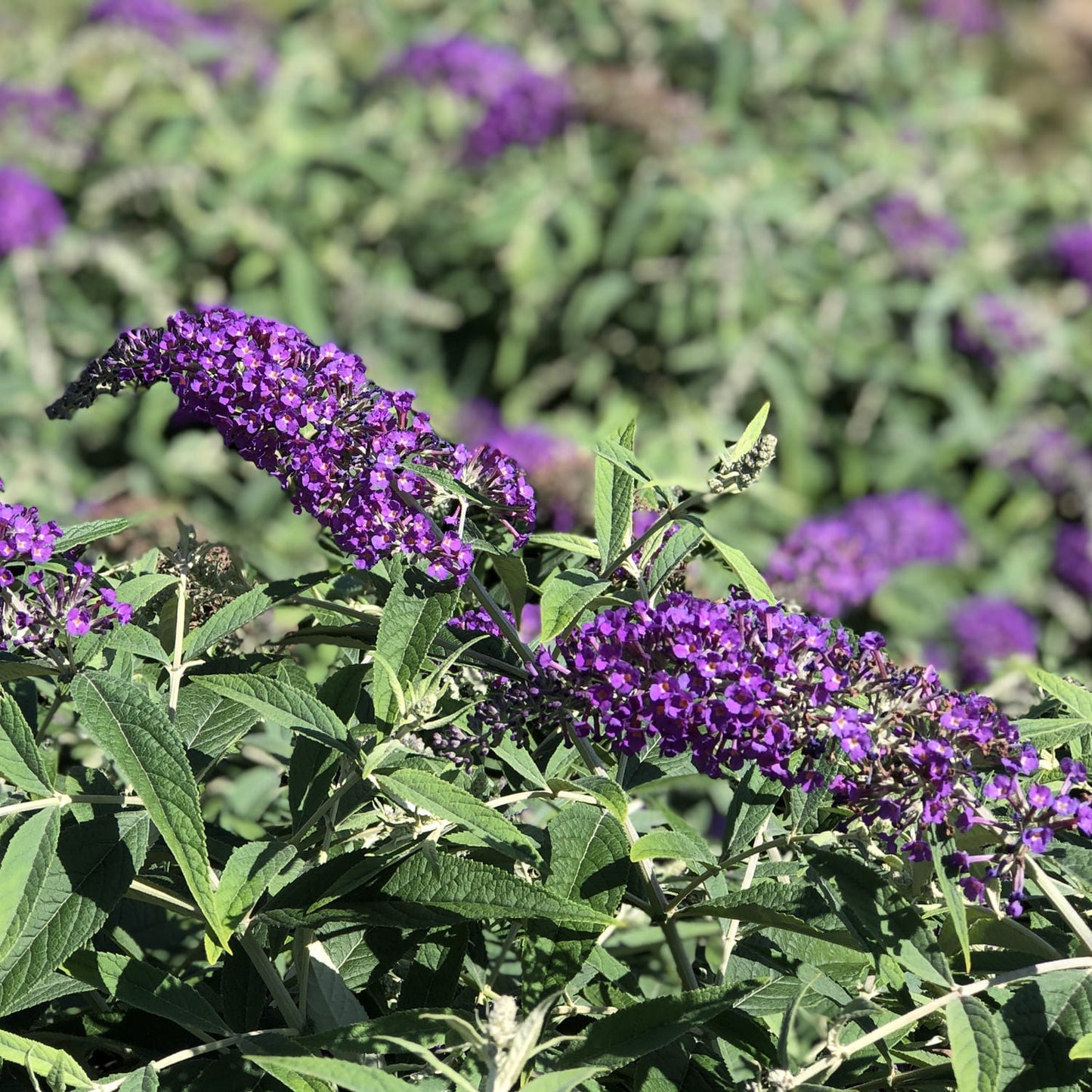 Purple Butterfly Bush Flower Seeds
