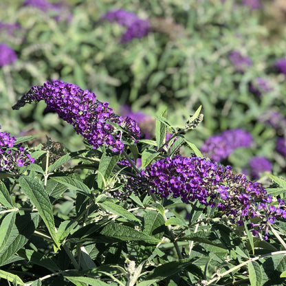 Purple Butterfly Bush Flower Seeds
