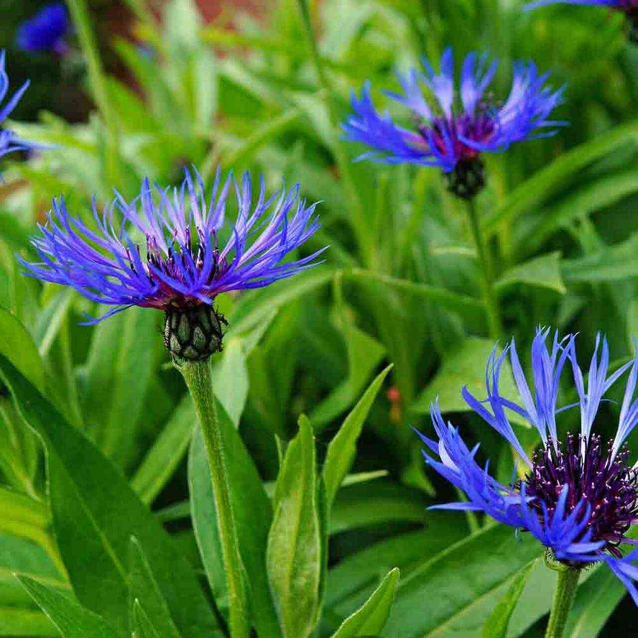 Bachelor Buttons Seeds – Mixed Colors Heirloom Variety