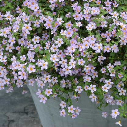 White Bacopa Utopia Flower seeds for Planting - Vibrant Colors, Heirloom & GMO Free Seeds for Home Garden
