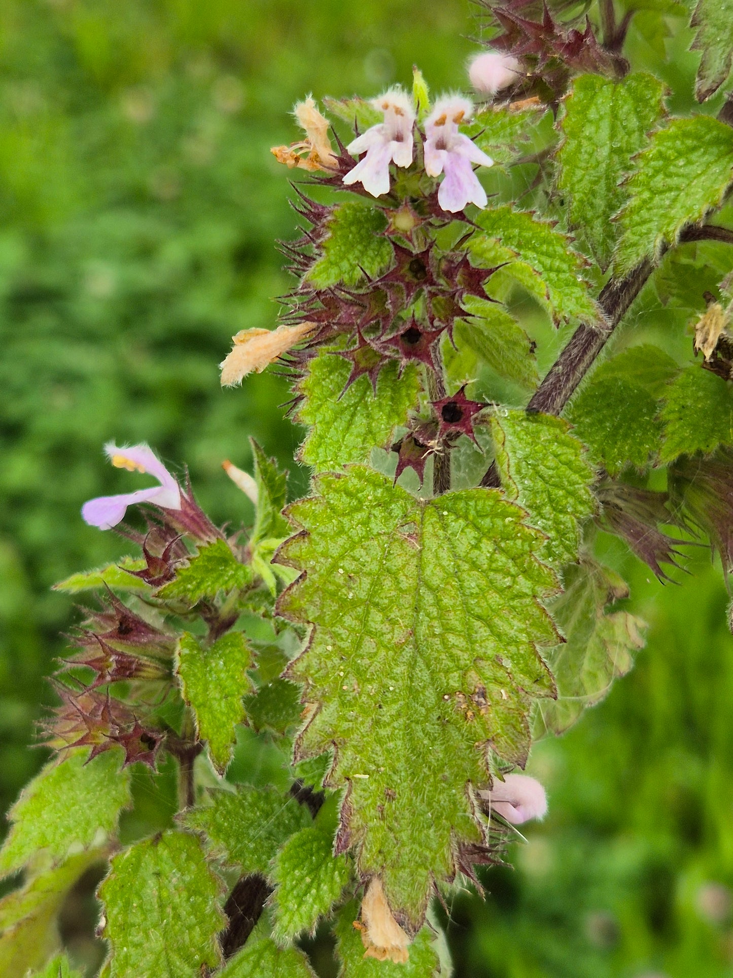 植え付け用パープルホレハウンドの花の種子 - 乾燥に強い、伝統種で遺伝子組み換えなしの家庭菜園用種子