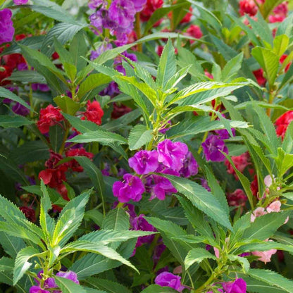 Impatiens Balsam Flower Seeds
