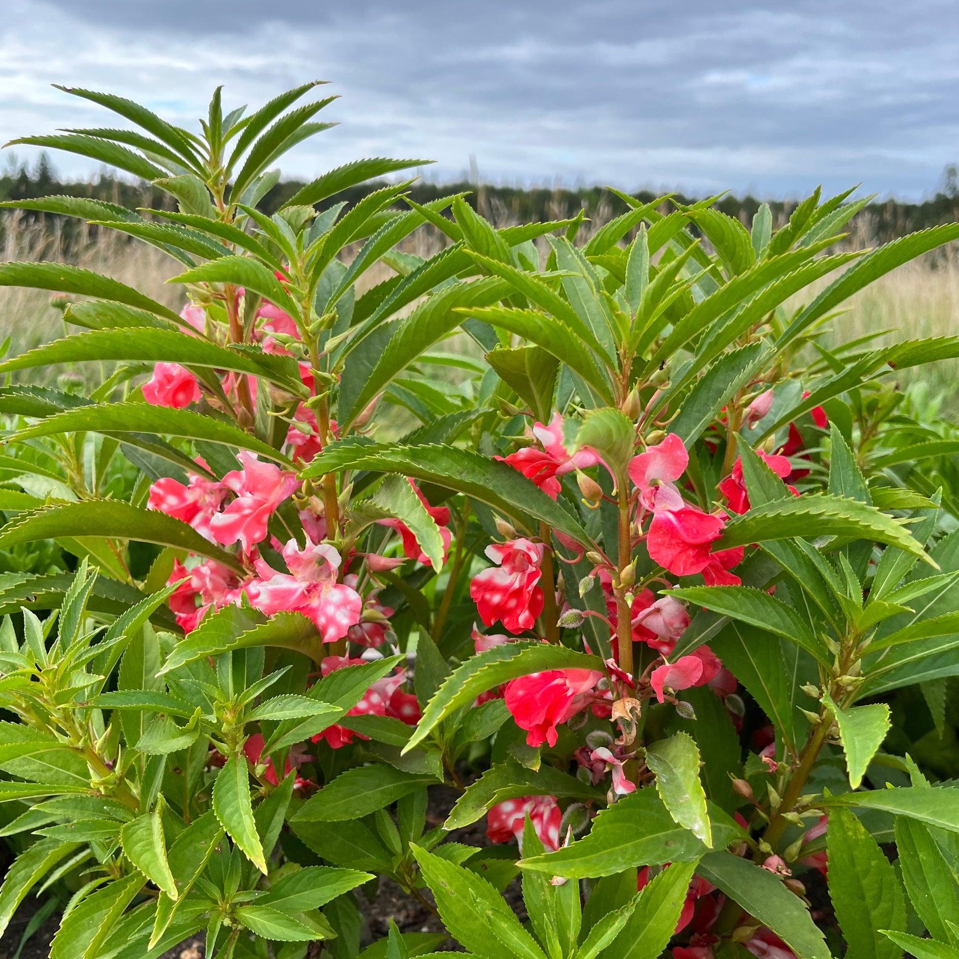balsam flower seed Impatiens Balsam Flower Seeds for Planting – Heirloom, Non-GMO, Annual – Pure Asia Seeds