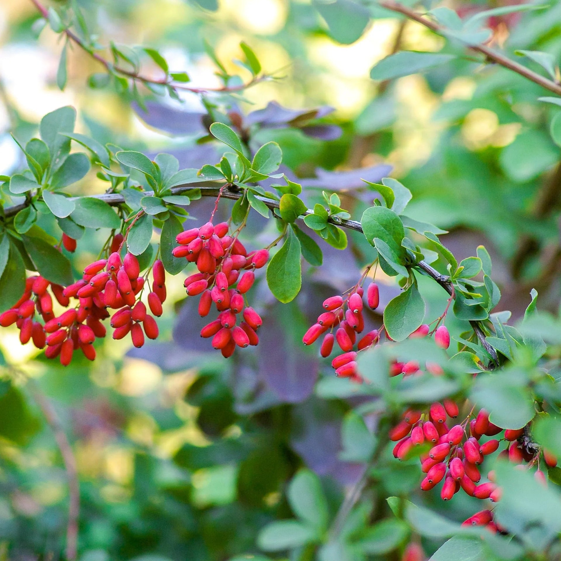 Barberry_3008x_5794b72c-f173-