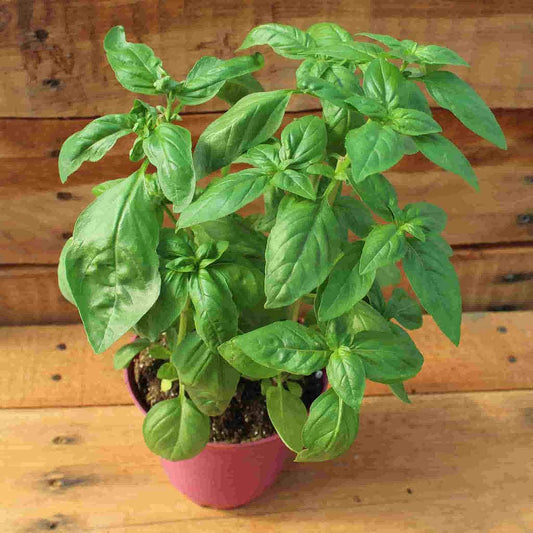 Sweet Basil Herb Seeds