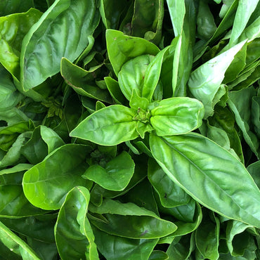 Semillas de albahaca