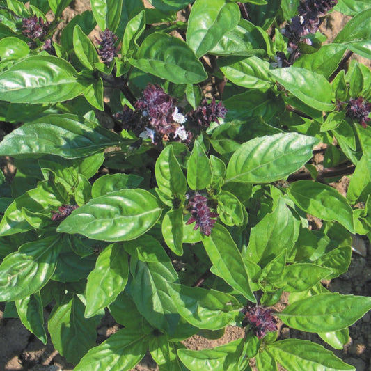 Cinnamon Basil Herb Seeds