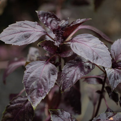 Dark Opal Basil Herb Seeds