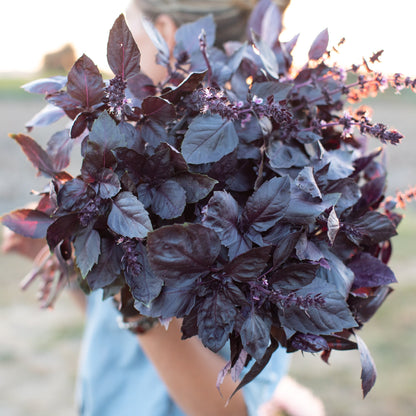 Dark Opal Basil Herb Seeds
