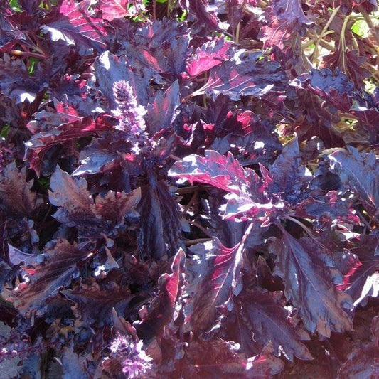 Semi di Erbe Basilico Fino Verde & Purple Ruffles