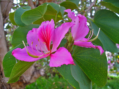 Bauhinia Variegata Flower Seeds