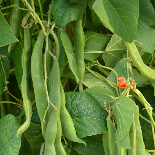 Scarlet Runner Bean Vegetable Seeds