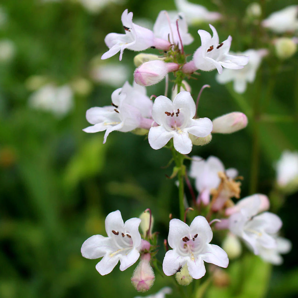 Foxglove Beardtongue Flower Seeds