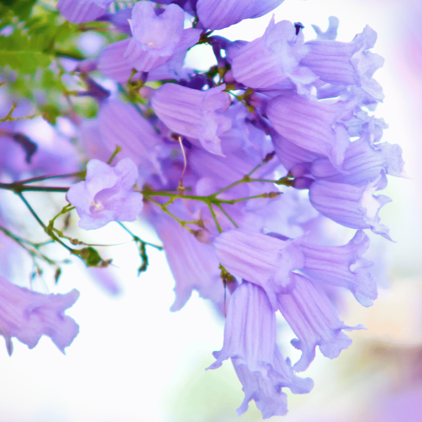 Jacaranda Cuspidifolia Lavender Trumpet Flowers Seeds