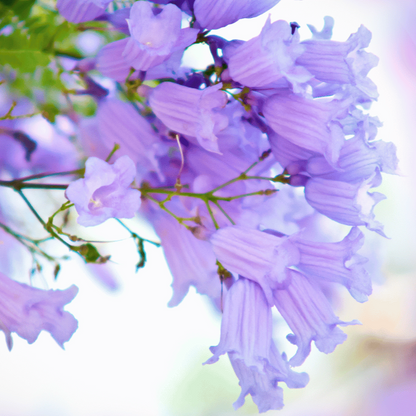 Jacaranda Cuspidifolia Lavender Trumpet Flowers Seeds
