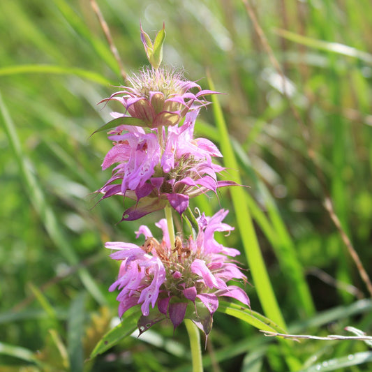 Semi di Erba di Monarda al Limone