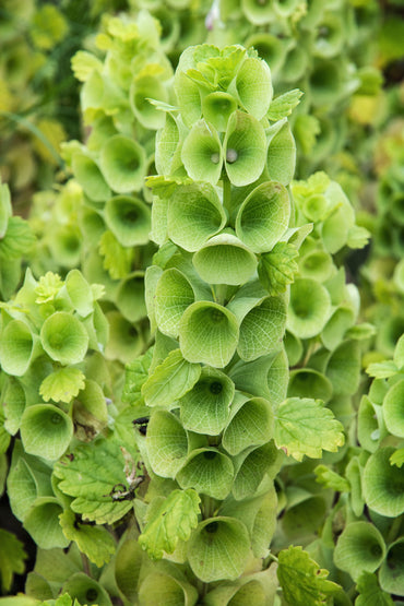 Bells of Ireland Flower Seeds