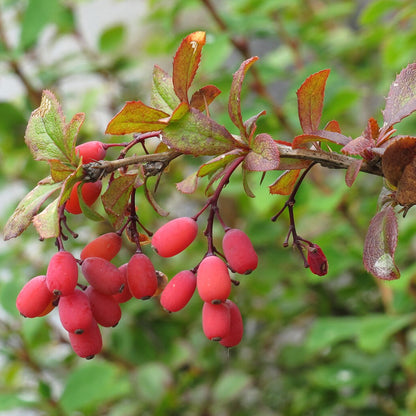 European Barberry Seeds