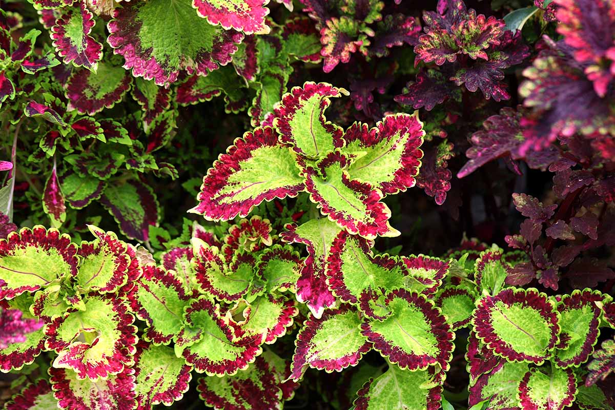 Rare Coleus Seeds