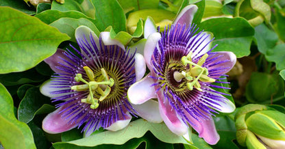 Semillas mixtas de pasiflora