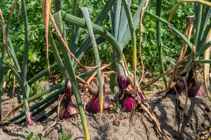 Red Candy Apple Onion Vegetable Seeds