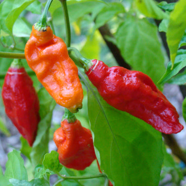 Semi di Verdura Ghost Pepper