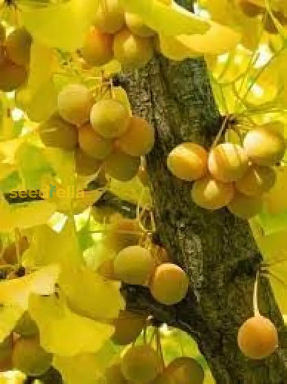 Planting Biloba Ginkgo Seeds heirloom non-gmo organic garden seeds