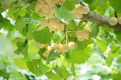 イチョウの種まき