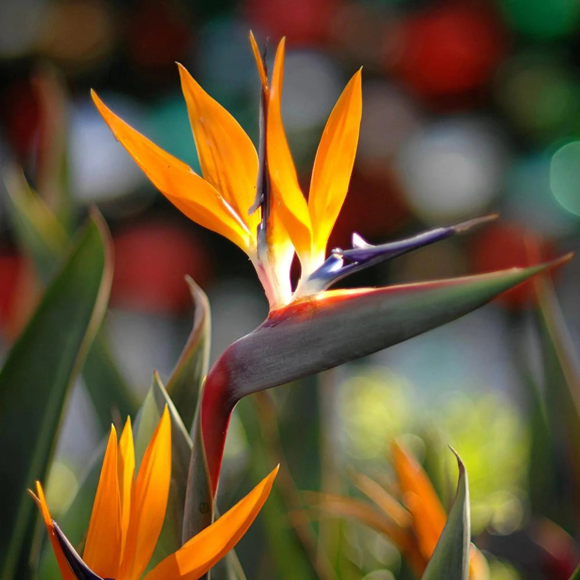 bird flower seeds Orange Bird of Paradise Flower Seeds for Planting – Heirloom, Non-GMO, – Pure Asia Seeds