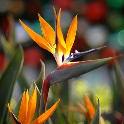 Orange Bird of Paradise Flower Seeds