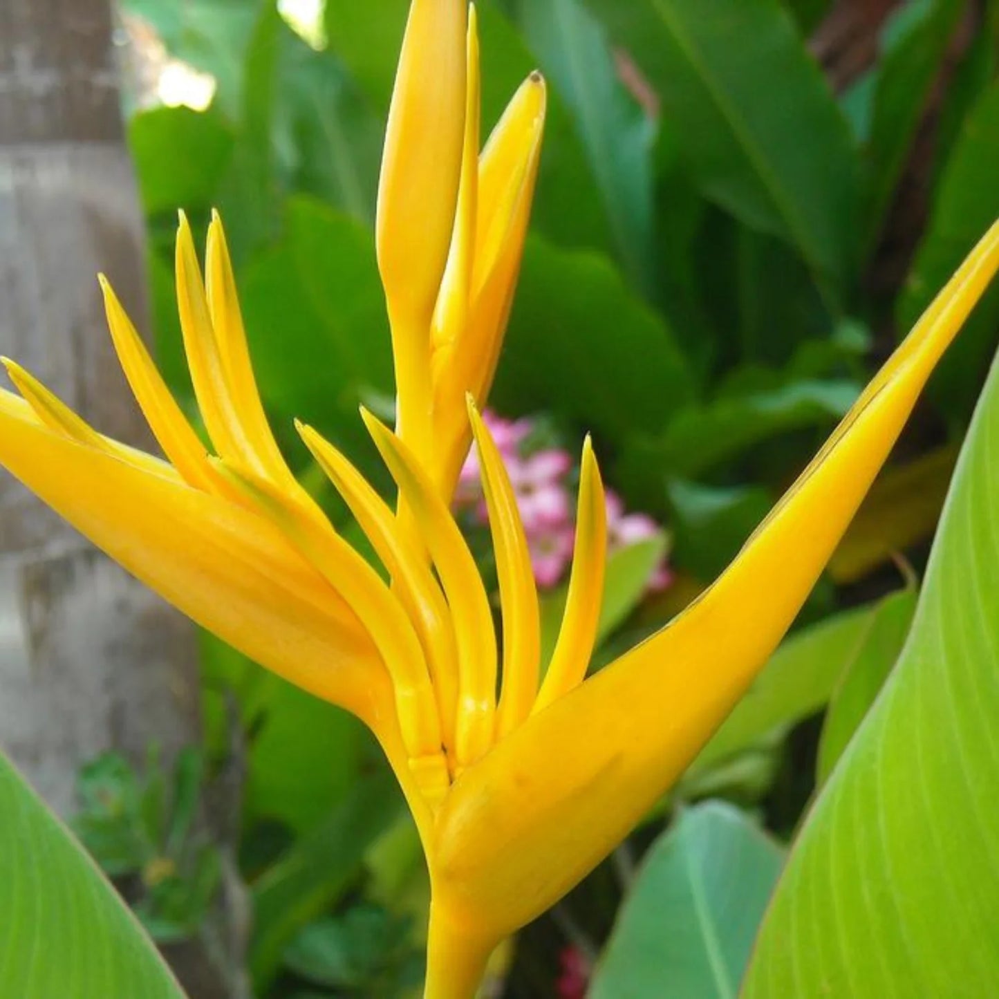 Yellow Bird of Paradise Flower Seeds