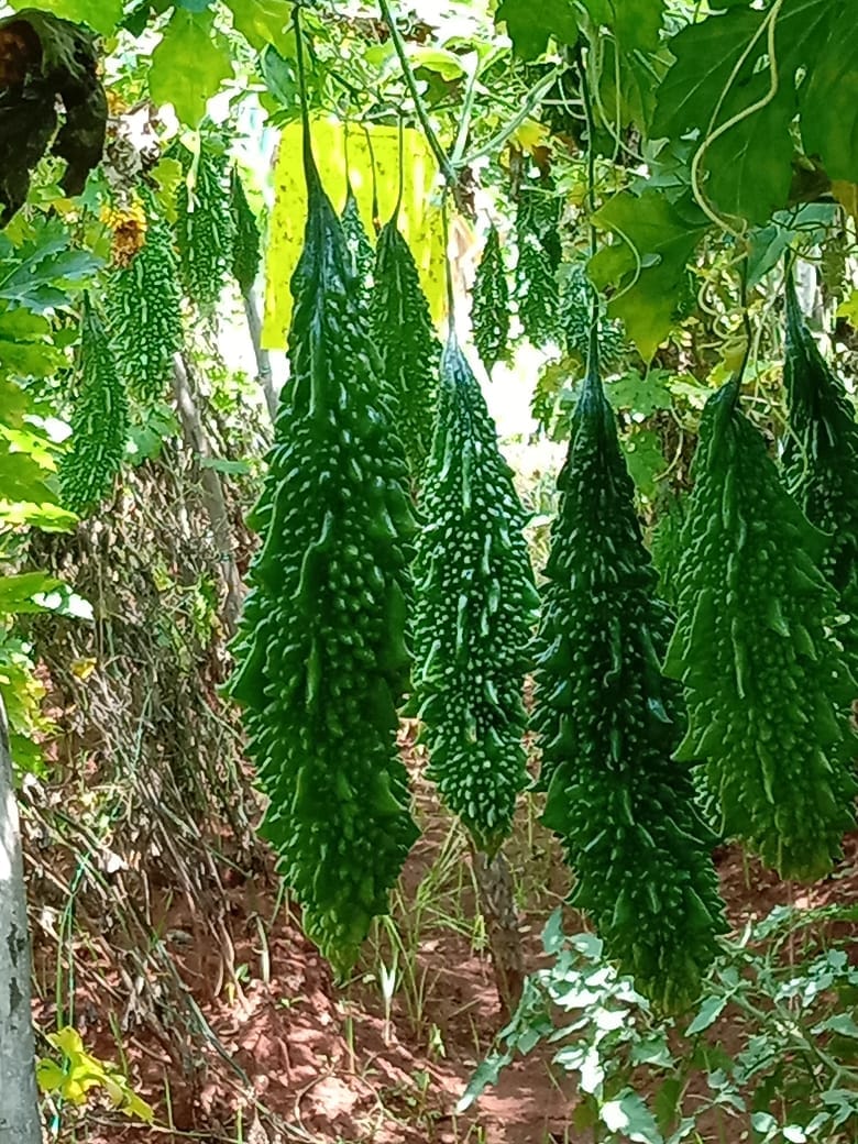 Semi di verdura di melone amaro