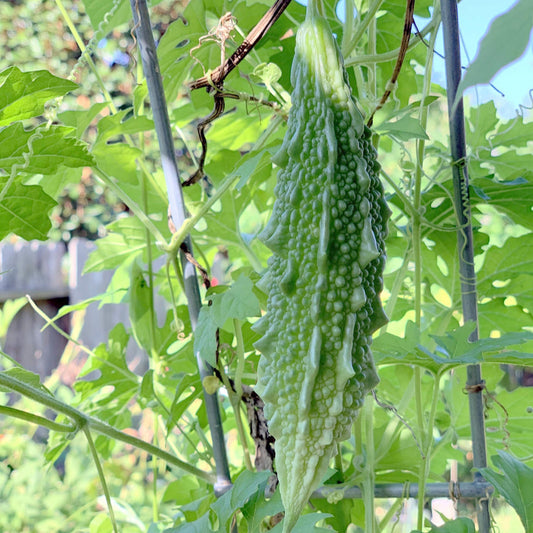 Balsam Pear Balsam Pear Vegetable Seeds