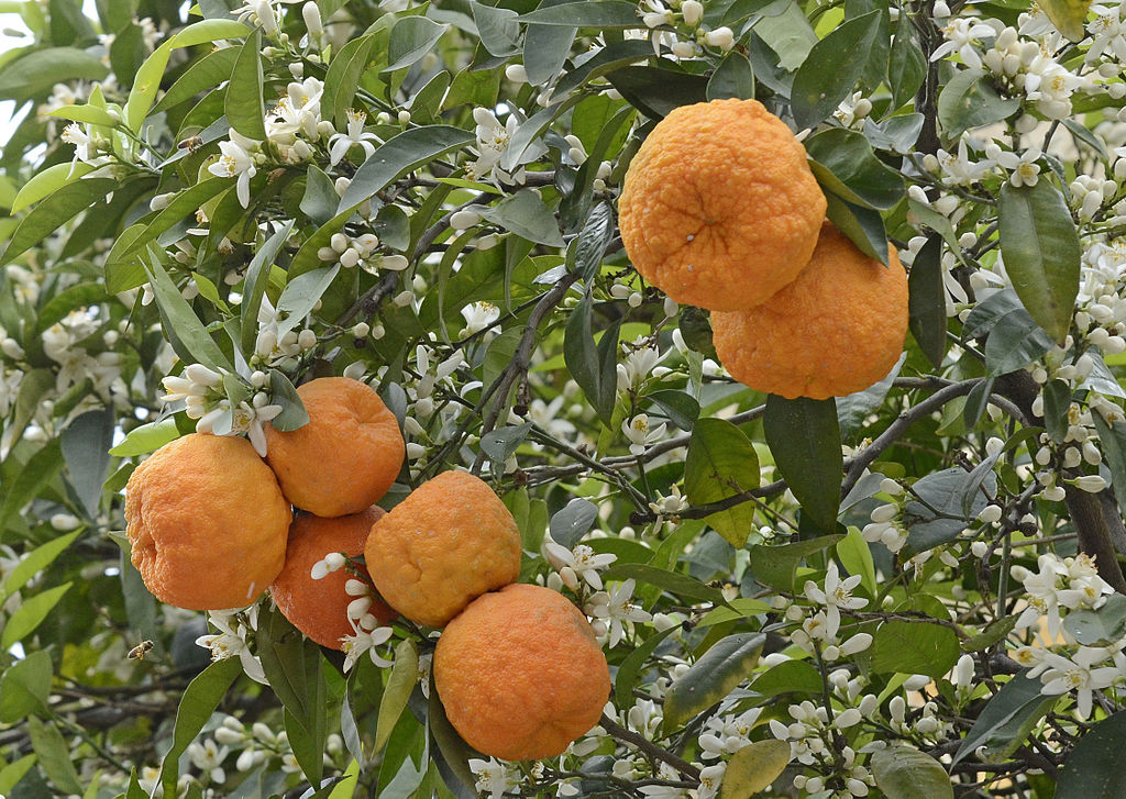 Bitterorangenfruchtsamen