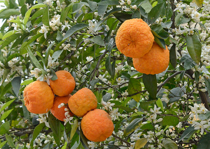 Bitterorangenfruchtsamen