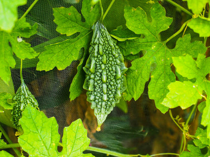 Bittermelone (Momordica Charantia) Gemüsesamen