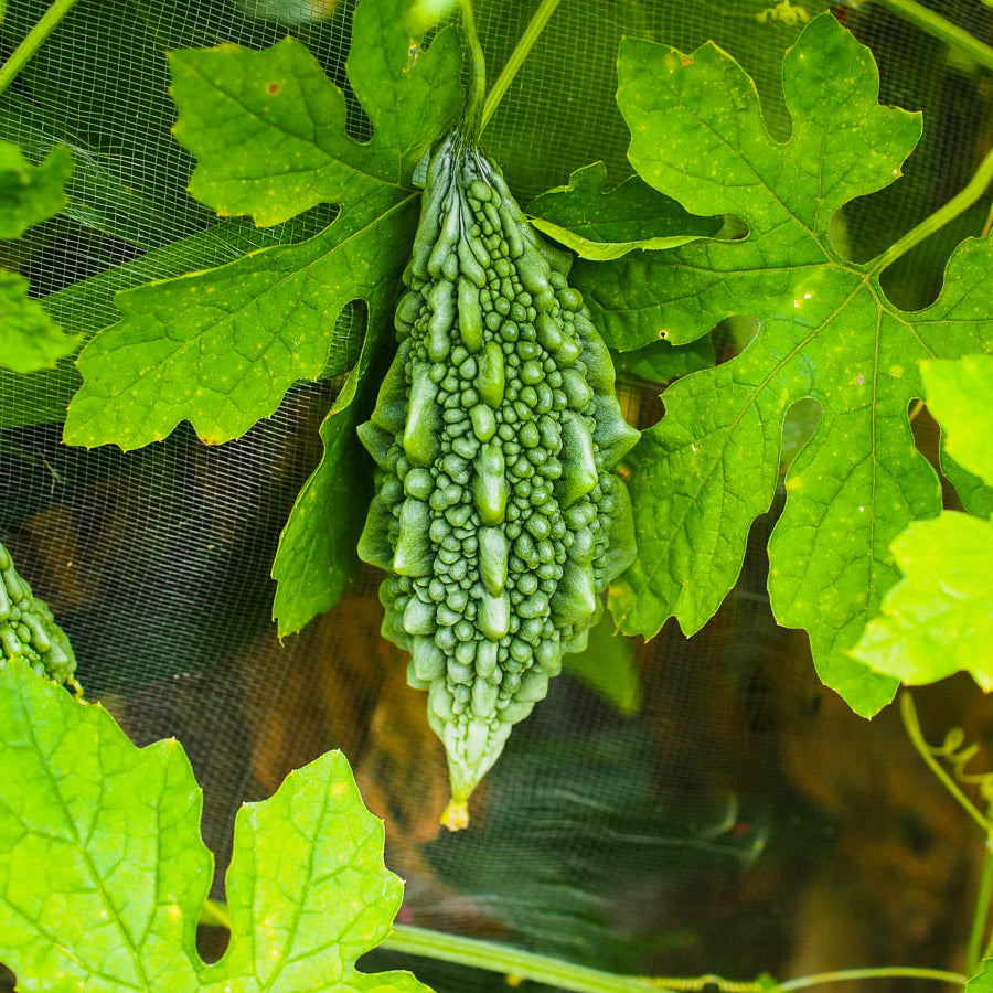 Bittermelone (Momordica Charantia) Gemüsesamen