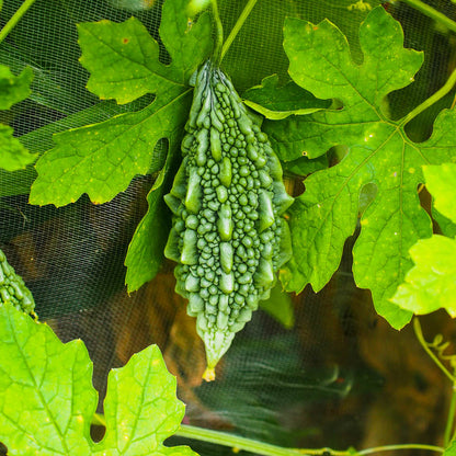 Bittermelone (Momordica Charantia) Gemüsesamen