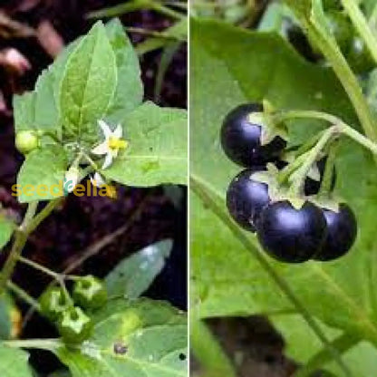 Black Belladonna Seeds For Planting Unique And Mysterious Garden Addition  Organic Garden Seeds – Pure Asia Seeds