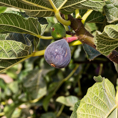 Black Madeira Fig Fruit Seeds