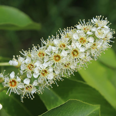 Black Cherry Flower Seeds
