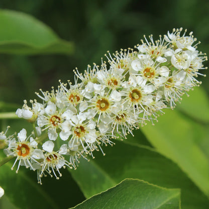 Black Cherry Flower Seeds