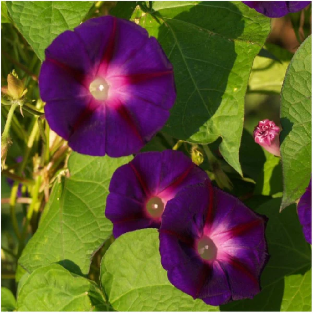 Schwarze Prunkwinden-Blumensamen