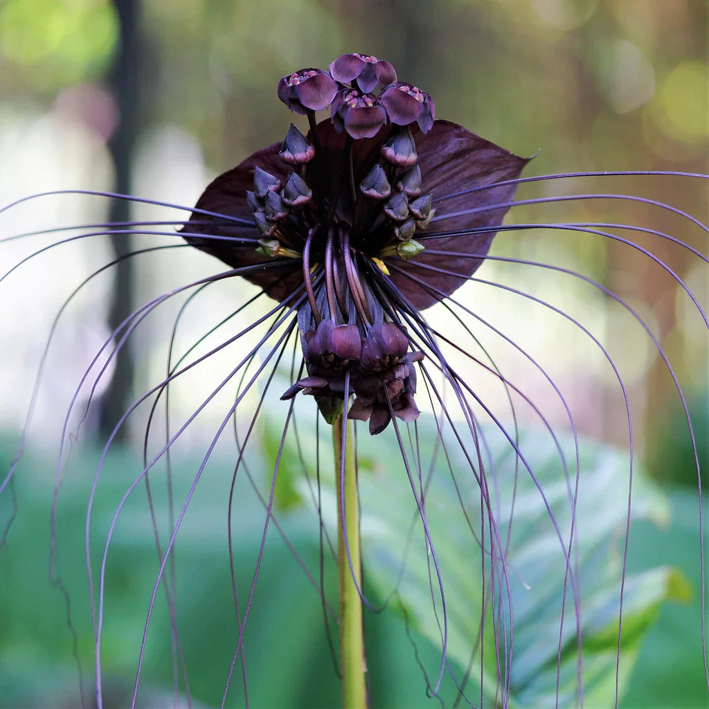 Black Bat Flower Seeds