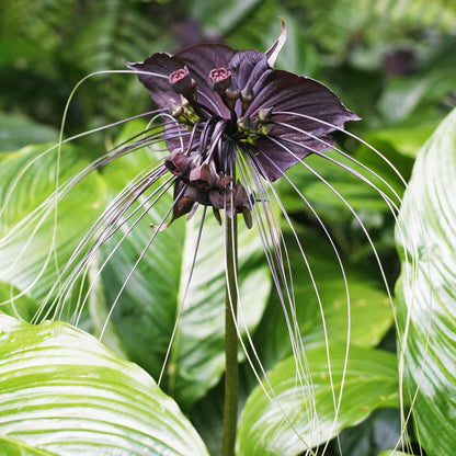 Black Bat Flower Seeds