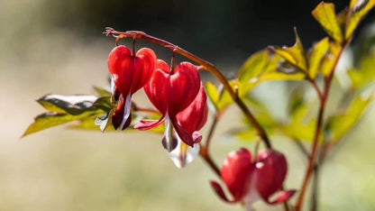 Red Bleeding Heart Flower Seeds