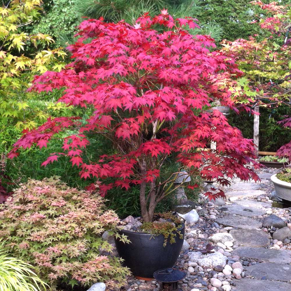 Japanese Maple Herb Seeds