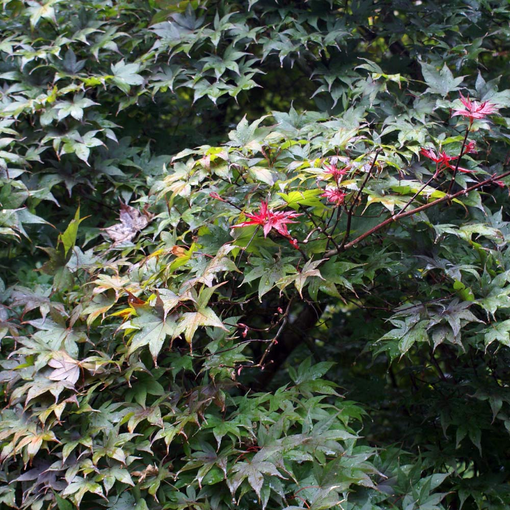 Japanese Maple Herb Seeds